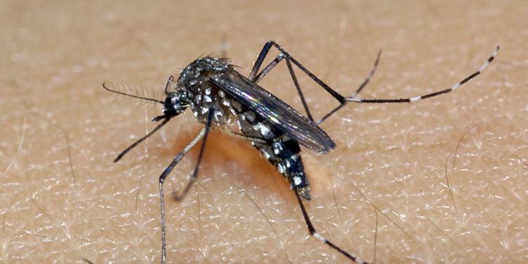 Saúde alerta para o alto crescimento de dengue, Zika e Chikungunya na PB