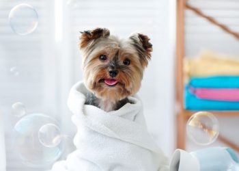 Mercado de serviços pet cresce na pandemia e vira boa opção de investimento