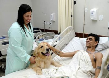 Hospital de Trauma retoma terapia com cães, como auxílio a pacientes