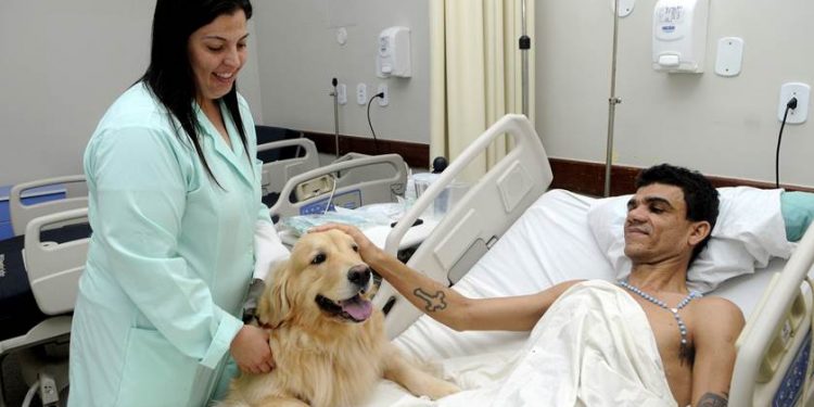Hospital de Trauma retoma terapia com cães, como auxílio a pacientes