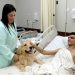 Hospital de Trauma retoma terapia com cães, como auxílio a pacientes