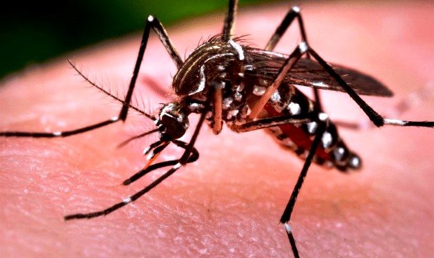 Saúde confirma primeira morte por arborvirose na PB