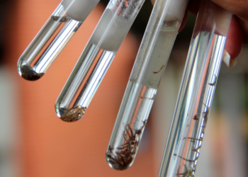 Paraíba tem 11,4 mil casos de Dengue, Zika e Chikungunya