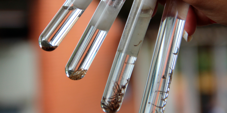 Paraíba tem 11,4 mil casos de Dengue, Zika e Chikungunya