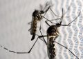 Cepa da dengue mais disseminada no mundo é encontrada no Brasil