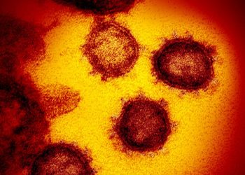 Identificadas duas linhagens novas do coronavírus no Brasil