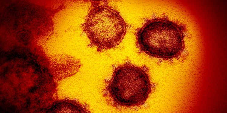 Identificadas duas linhagens novas do coronavírus no Brasil