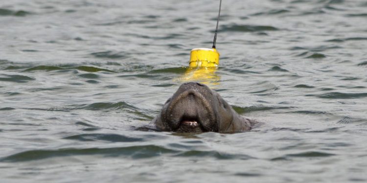 Projeto comemora nascimento de peixe-boi-marinho na Paraíba