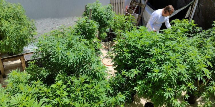 Cannabis medicinal: conheça histórias de quem luta para ter o remédio