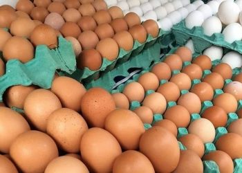 Preço do ovo de galinha dispara e produto falta em JP