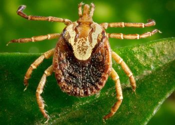 Mitos e verdades sobre a febre maculosa