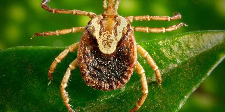 Mitos e verdades sobre a febre maculosa