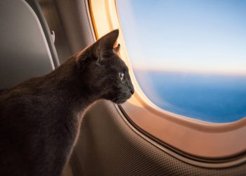Férias de julho com Pets: dicas para uma viagem segura com cães e gatos