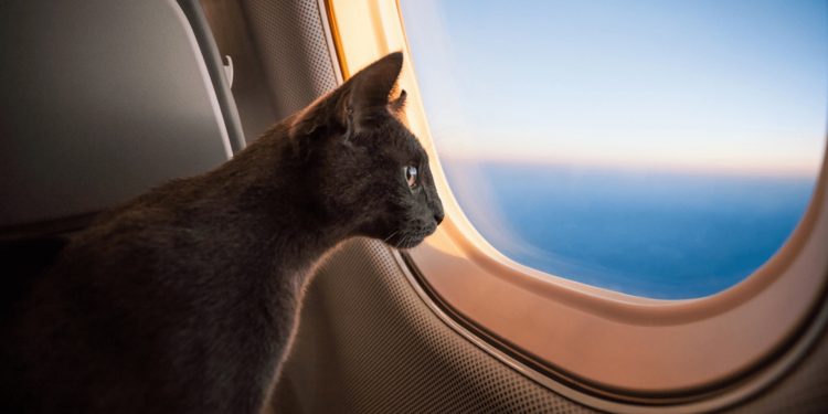 Férias de julho com Pets: dicas para uma viagem segura com cães e gatos