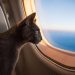 Férias de julho com Pets: dicas para uma viagem segura com cães e gatos