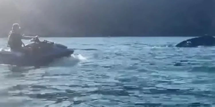 Bolsonaro é intimado a depor sobre “importunação de baleia”