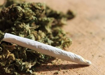 STF define em 40g o limite de maconha para usuários