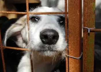 João Azevêdo sanciona lei que proíbe nomeação de condenados por maus tratos animais