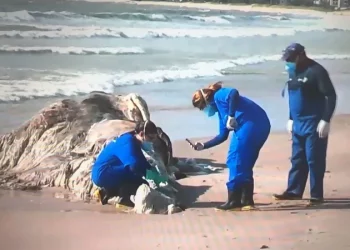 Restos de uma baleia vão parar na praia de Intermares, em Cabedelo