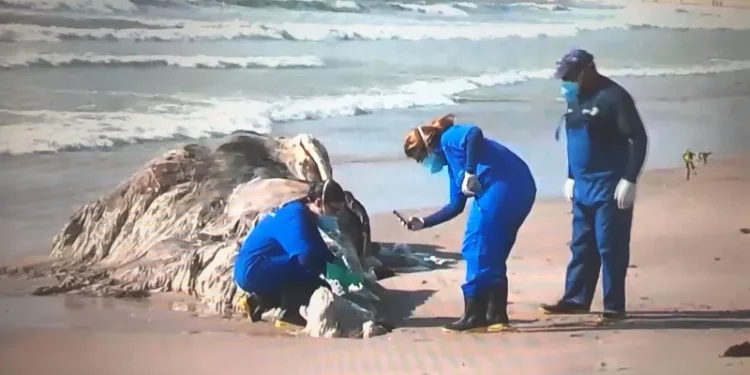 Restos de uma baleia vão parar na praia de Intermares, em Cabedelo