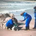 Restos de uma baleia vão parar na praia de Intermares, em Cabedelo