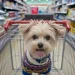 Sancionada Lei que obriga supermercados de JP a oferecer carrinhos adaptados a pets