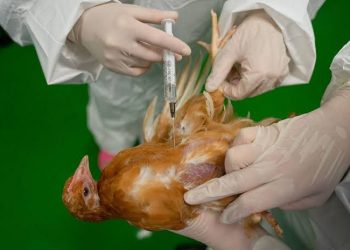 Mito ou verdade? Pesquisa revela que frango brasileiro não recebe hormônio para crescimento