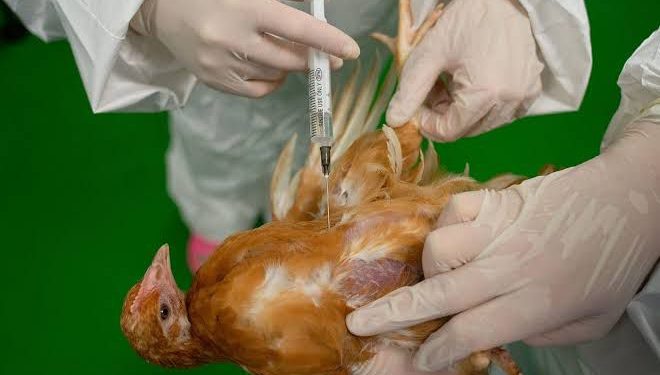 Mito ou verdade? Pesquisa revela que frango brasileiro não recebe hormônio para crescimento