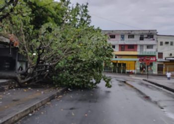 Chuvas derrubam árvores e barreira em JP