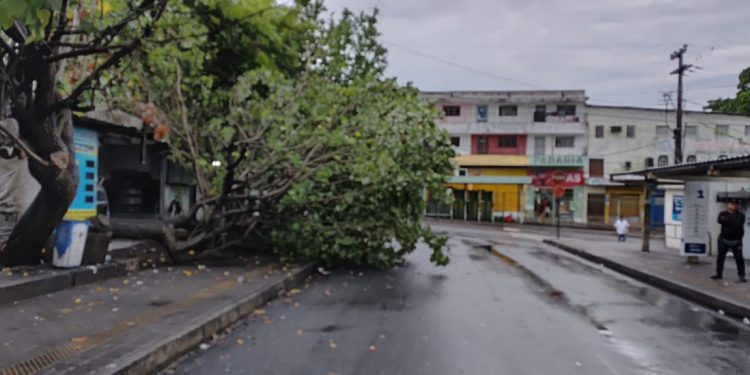 Chuvas derrubam árvores e barreira em JP