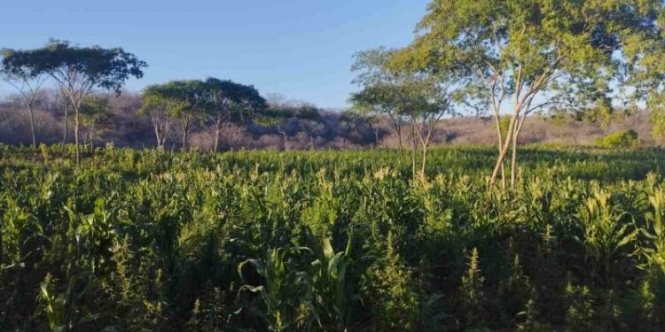 Ex-prefeito de Vista Serrana é preso acusado de cultivar maconha