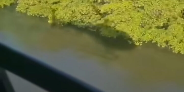 Com ajuda do helicóptero Acauã, Bombeiros localizam corpo do médico que se afogou no Jacaré