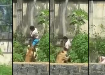 Homem invade jaula e é morto por leoa, na Bica, em João Pessoa