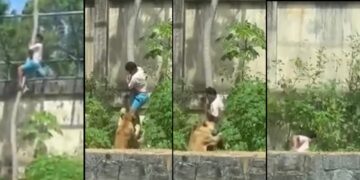 Homem invade jaula e é morto por leoa, na Bica, em João Pessoa